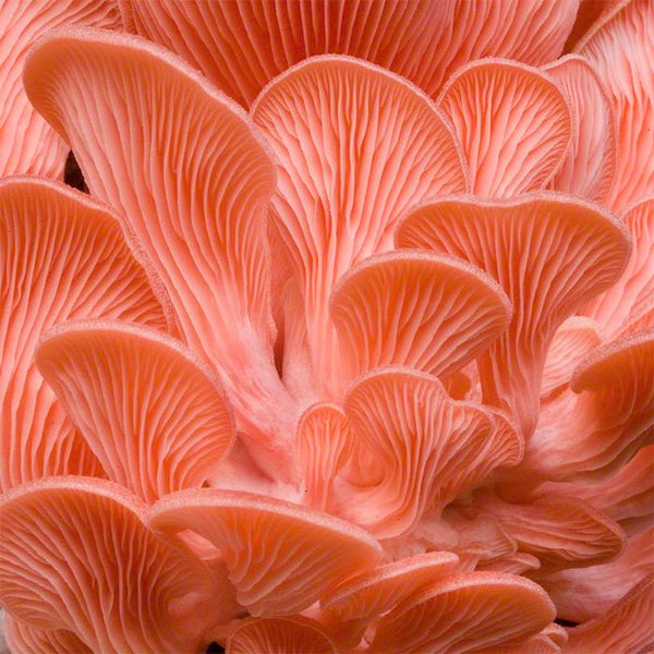 Pink Oyster Mushrooms 1lb